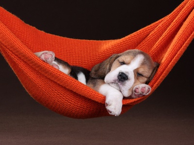 an adorable puppy sleeping in an orange hammock