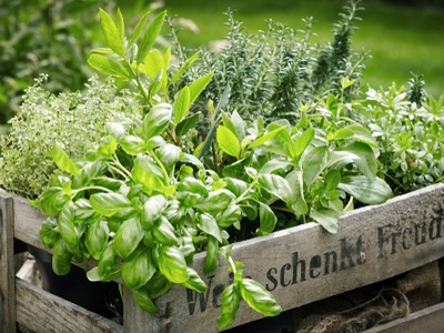 starting an herb garden - the SlotoCash way....