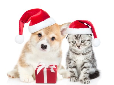 dog and cat with Santa hats