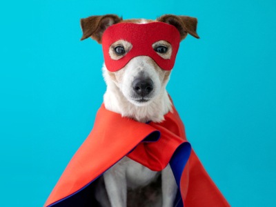 dog wearing a super hero costume for the Slotocash salute to hero dogs