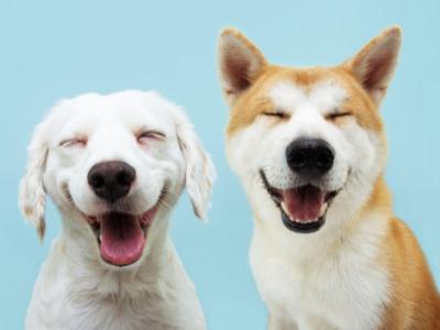 two dogs happily smiling at the camera  