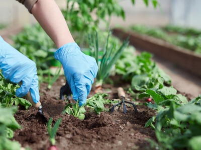 Working in a garden