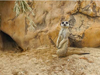  Meerket Misfits Slot - have your Meerket fun at SlotoCash Casino