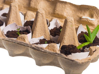 photo of growing sprouts in an egg carton