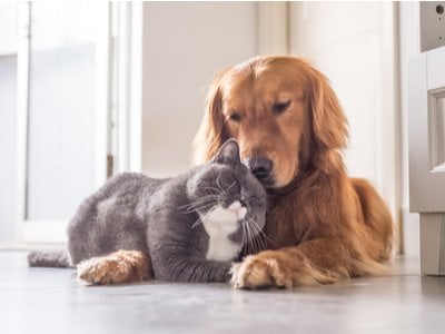snuggling dog and cat