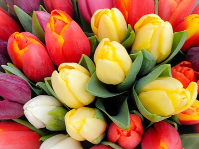 tulips in many colors signifying spring bonuses at Slotocash casino