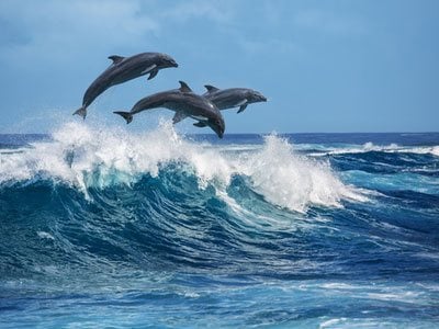 three dolphins jumping over the waves in the beautiful blue ocean