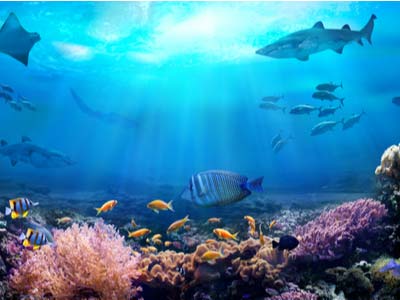 underwater view of coral reef with ocean creatures swimming round